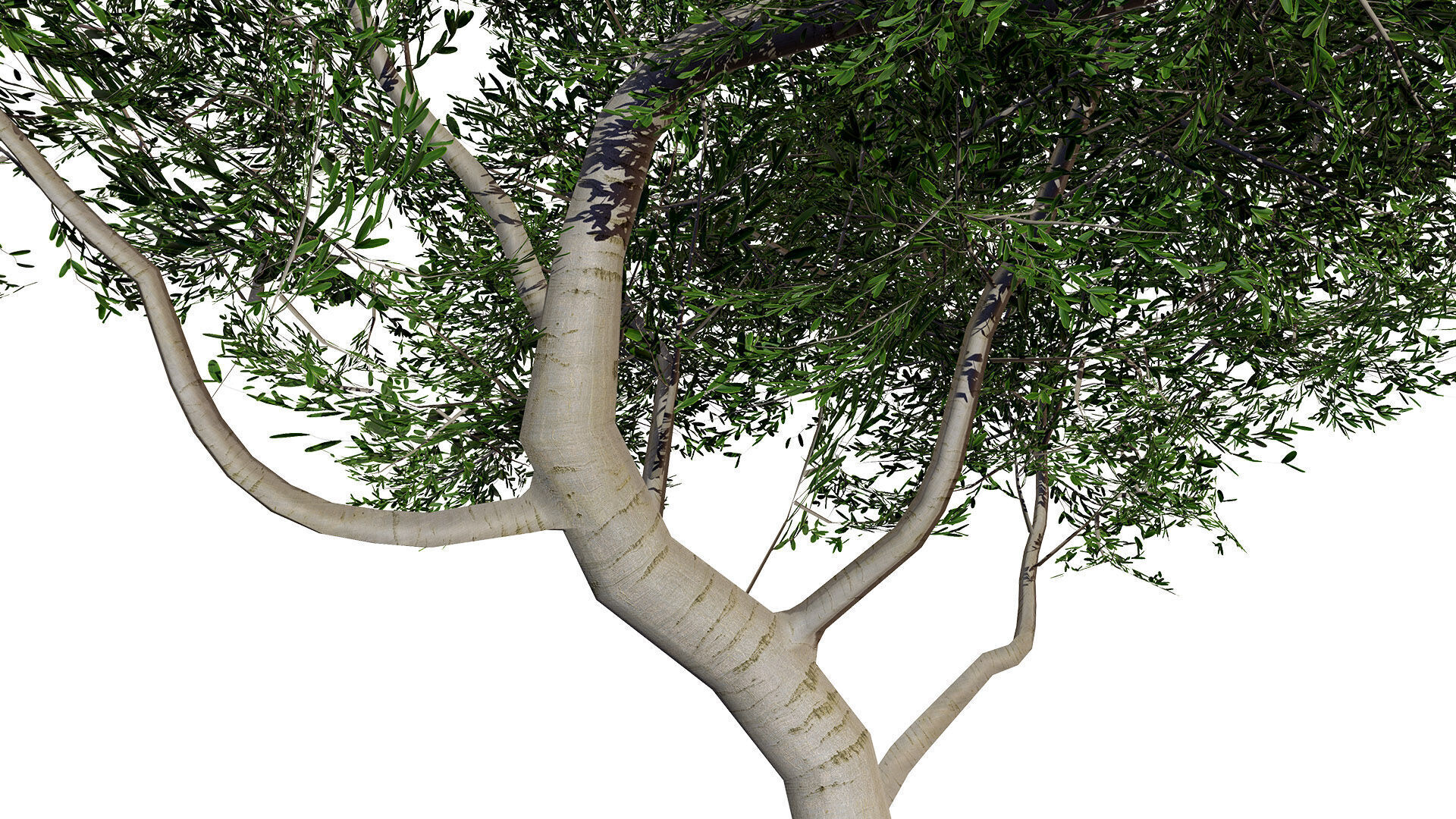 Australian Cupaniopsis Anacardioides Trees Low-poly 3D model_4