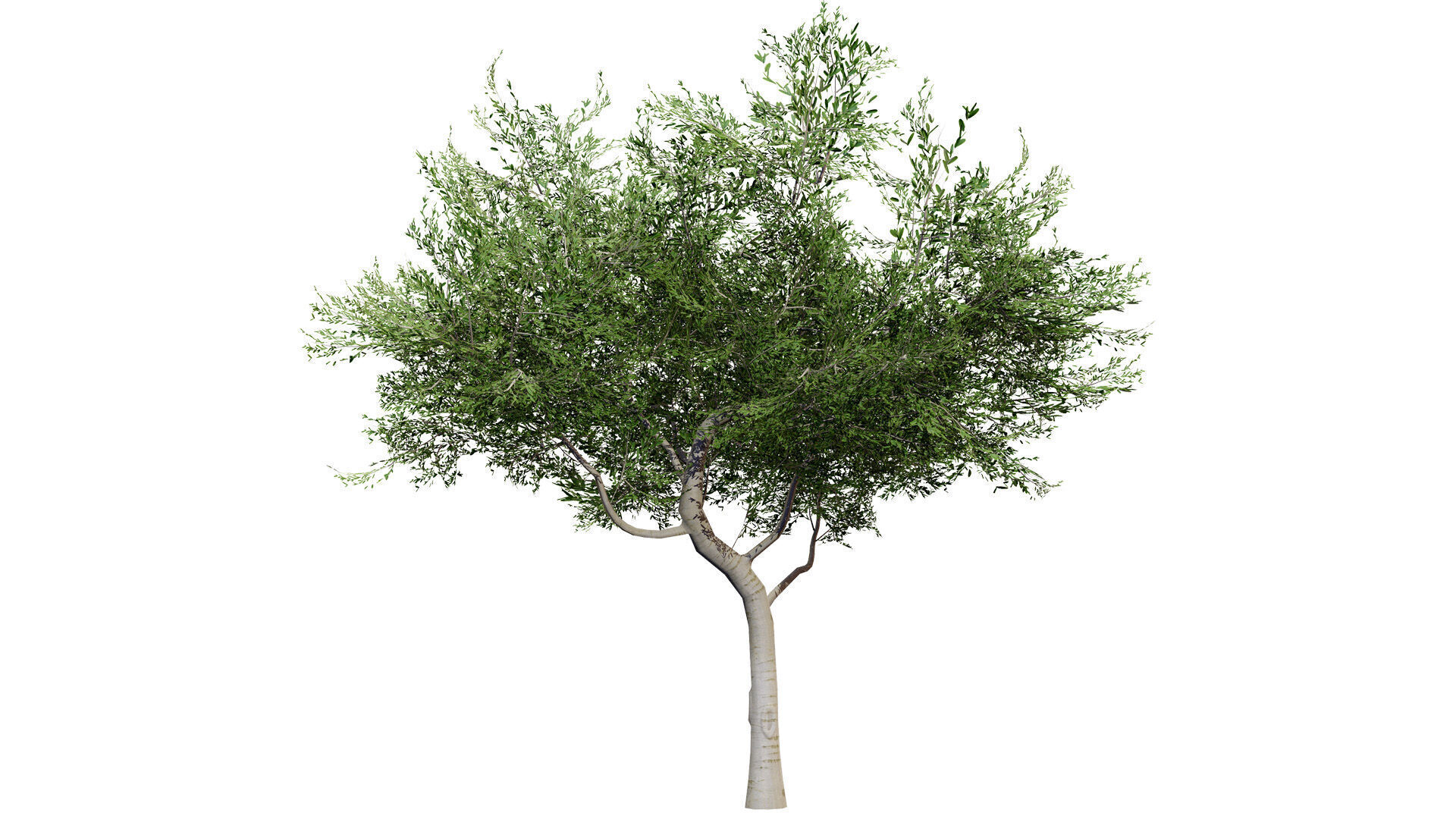 Australian Cupaniopsis Anacardioides Trees Low-poly 3D model_3