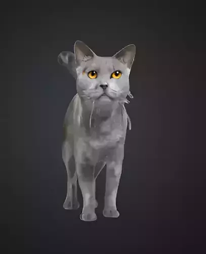 Piercing-Eyed Gray Cat 