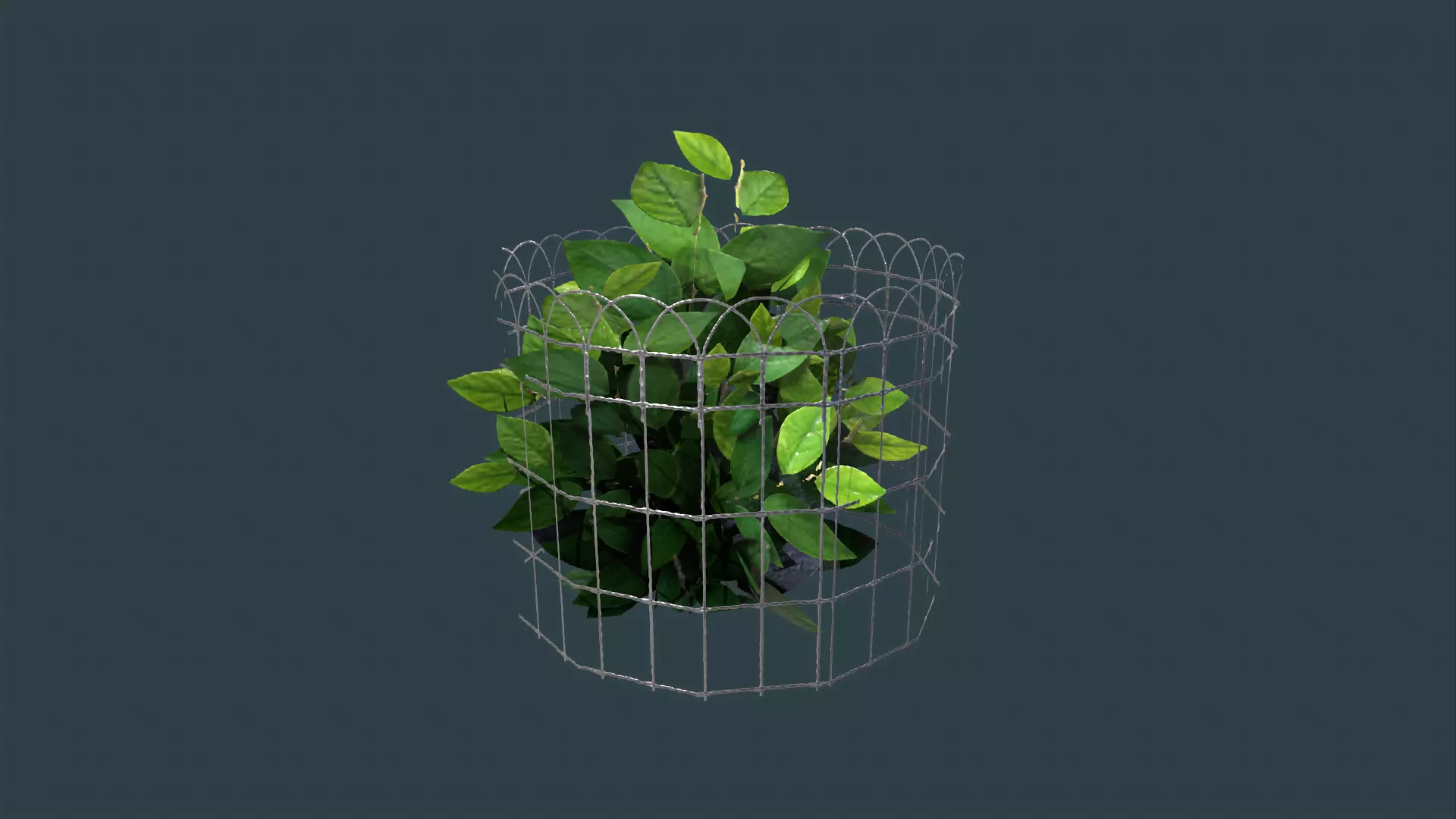 Plant Cage with Bush Low-poly 3D model