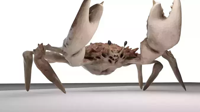 Animated crab