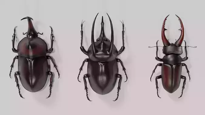 Stag rhinoceros atlas beetles realistic plus gold textures 3D model
