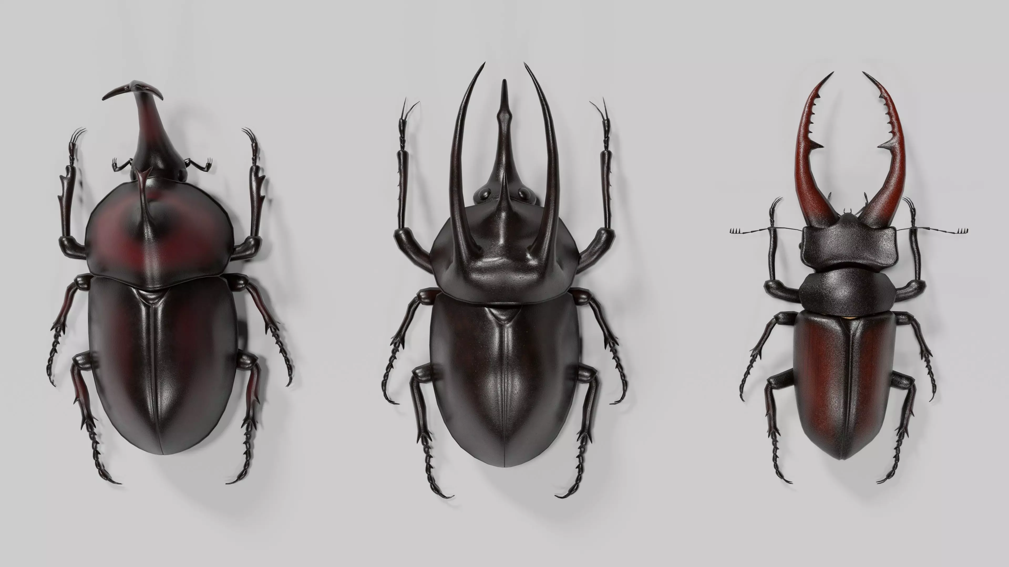 Stag rhinoceros atlas beetles realistic plus gold textures 3D model_0