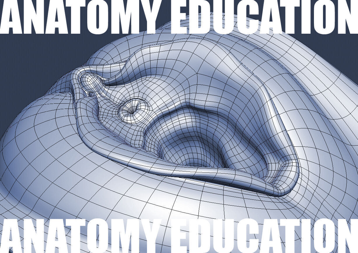 Female Genital Anatomy A-1 Low-poly 3D model_3