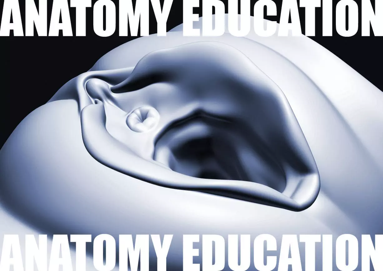 Female Genital Anatomy A-1 Low-poly 3D model_0