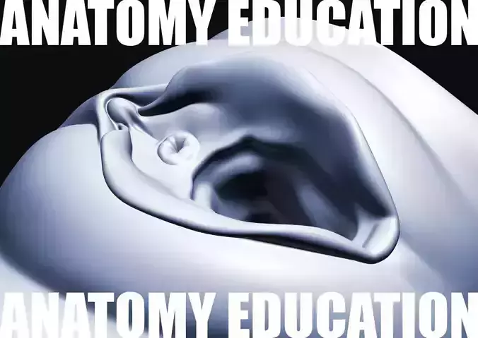 Female Genital Anatomy A-1 Low-poly 3D model Female Genital Anatomy A-1 Low-poly 3D model