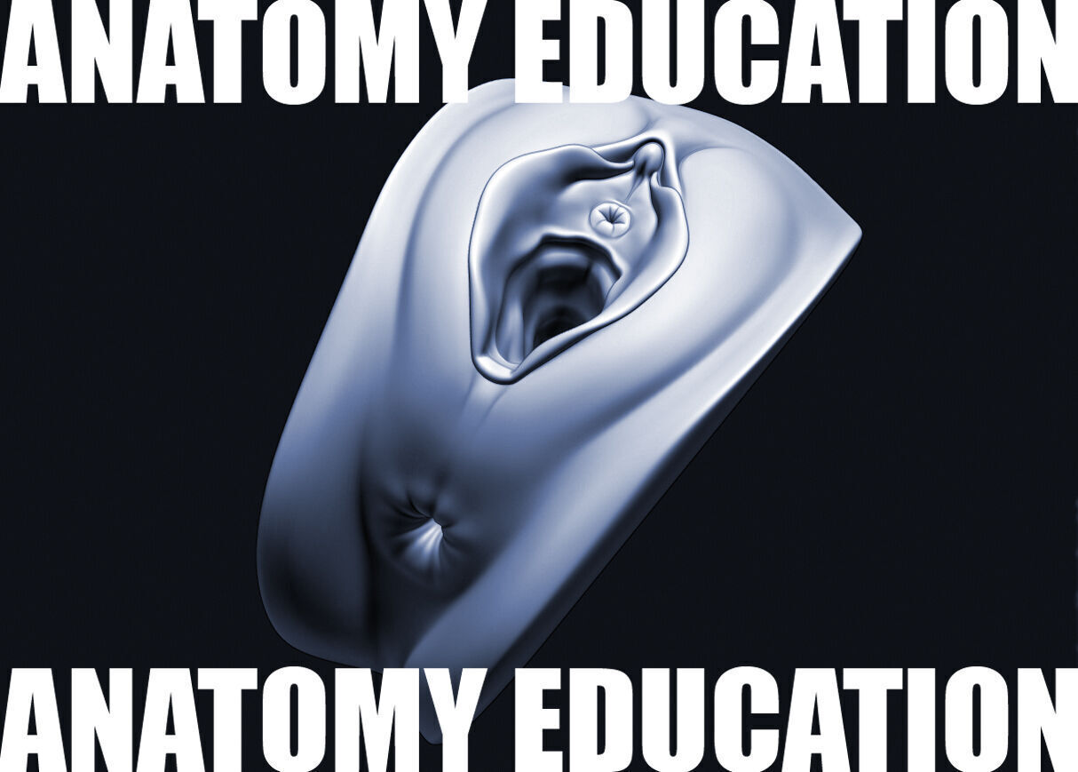 Female Genital Anatomy A-1 Low-poly 3D model_1