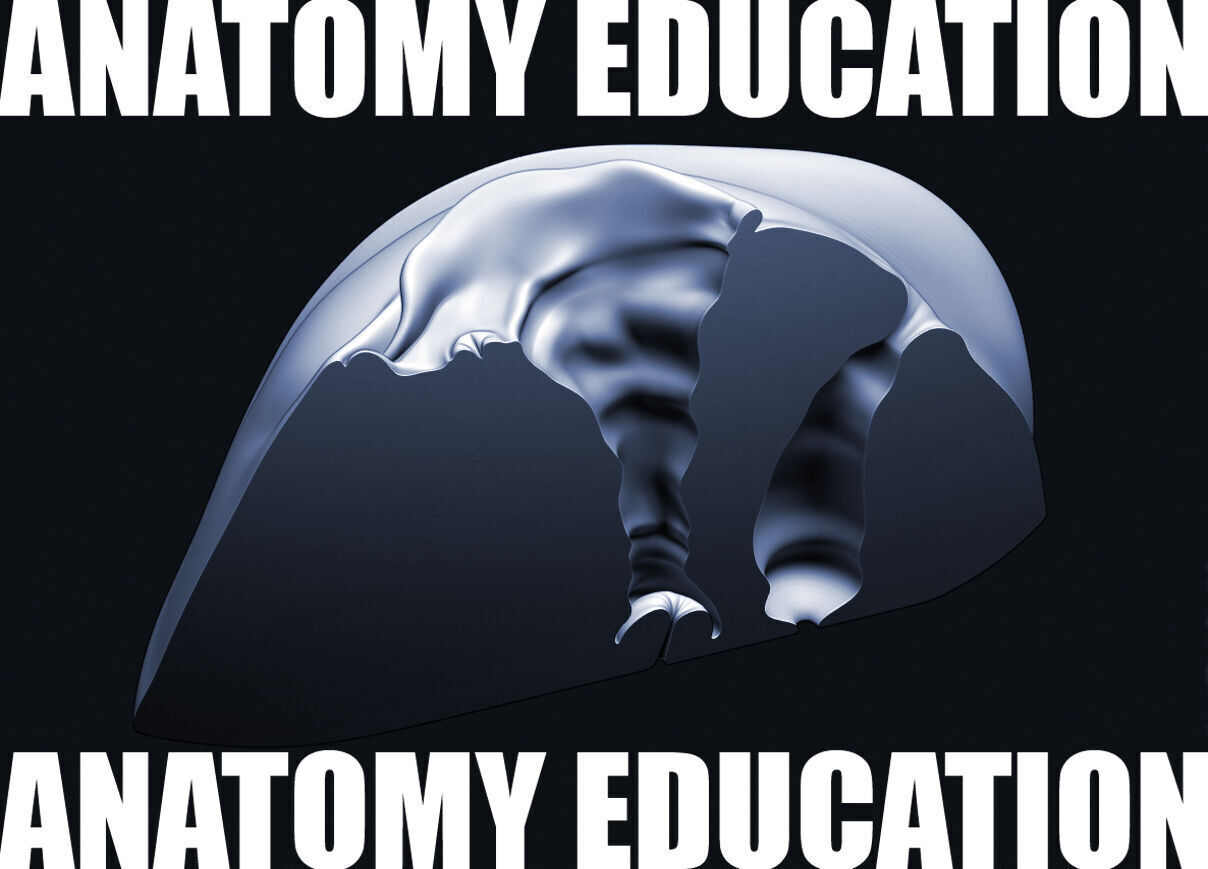 Female Genital Anatomy A-1 Low-poly 3D model_5