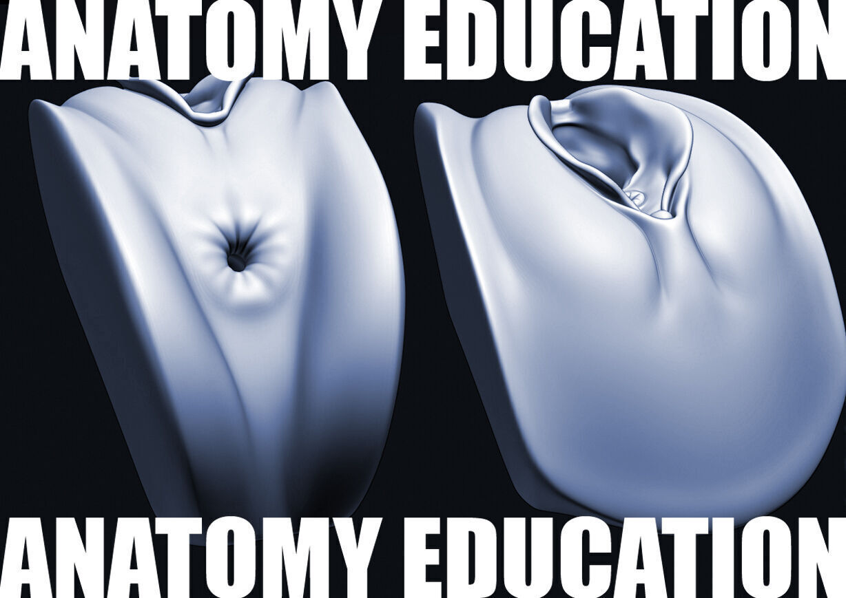 Female Genital Anatomy A-1 Low-poly 3D model_2