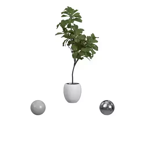 Ficus White Pot