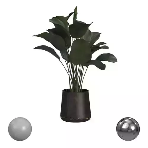 Banana Palm in Rust Pot