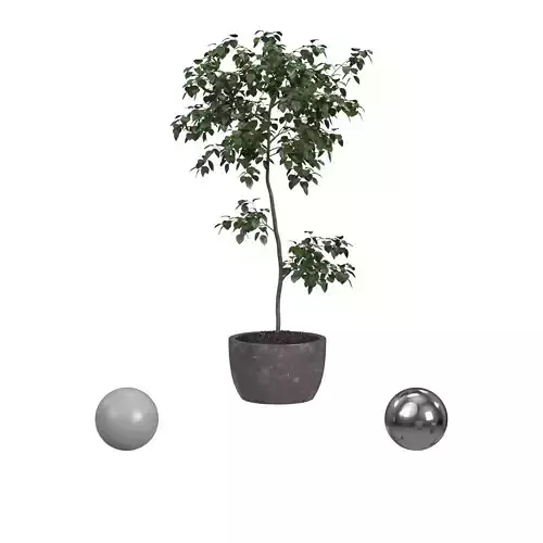 tree in concrete planter
