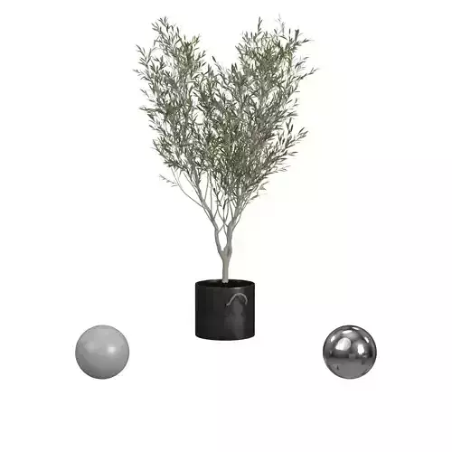 Decorative Olive Tree in a Black Pot