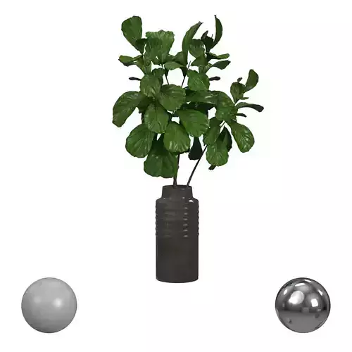 Ficus Lyrata in Vase