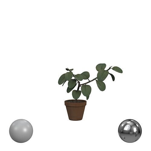 Ficus Elastica 3D model