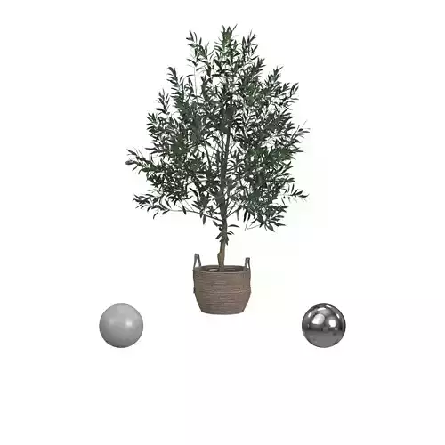 Olive Tree