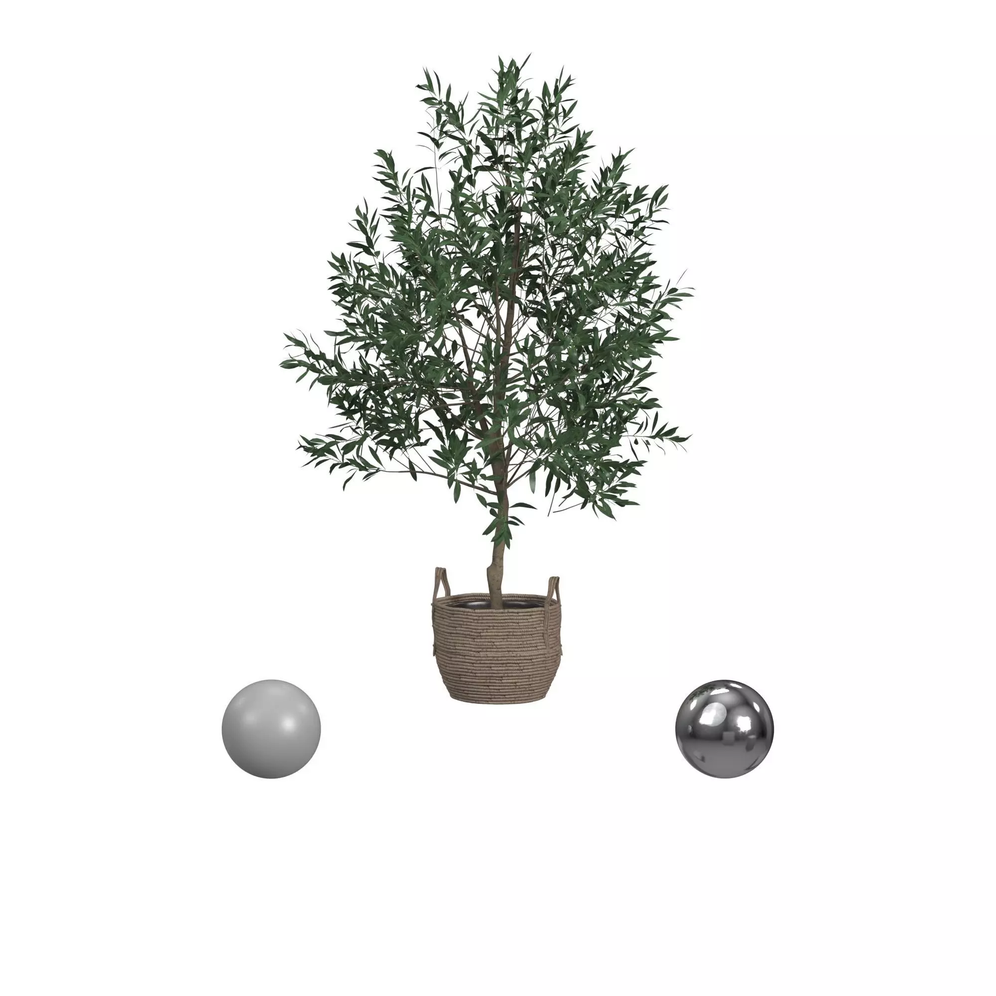Olive Tree 3D model_0