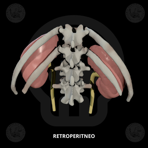 Kidneys and ureters 3D print model_1