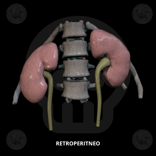 Kidneys and ureters 3D print model_2