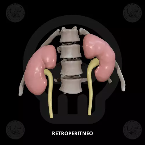 Kidneys and ureters 3D print model_0