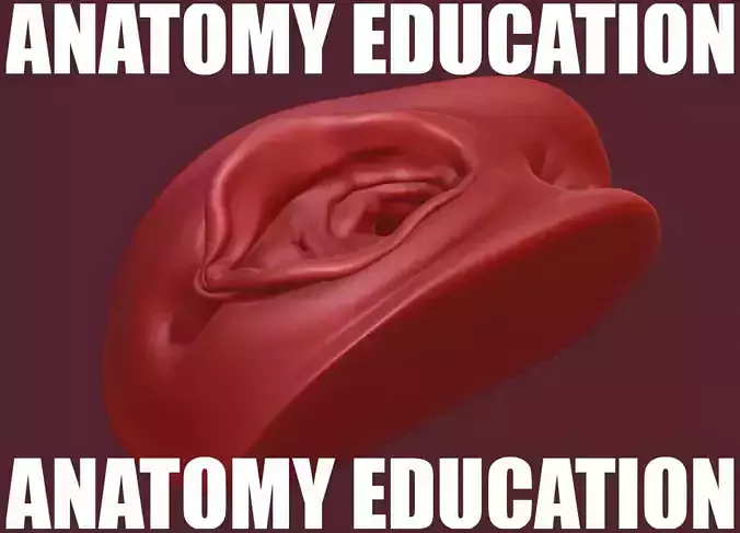 Female Genital Anatomy A-2