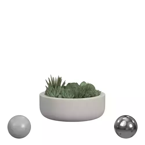 Succulent in Radius Planter