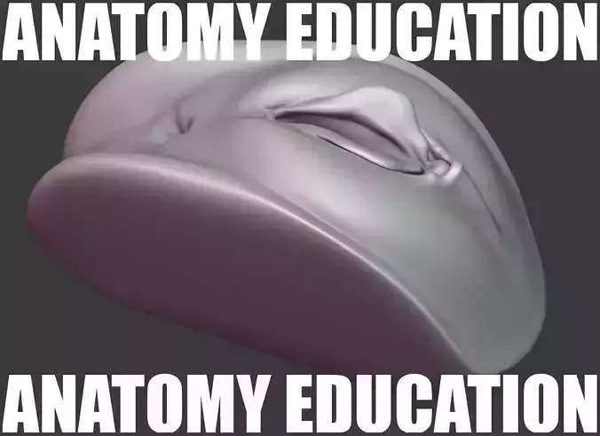 Female Genital Anatomy A-3 Low-poly 3D model