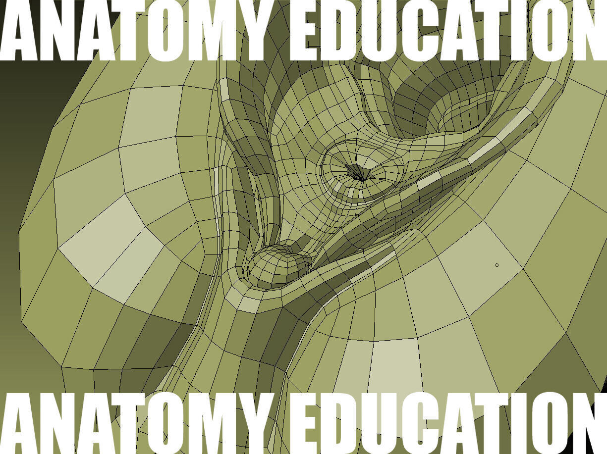 Female Genital Anatomy B-1 Low-poly 3D model_8