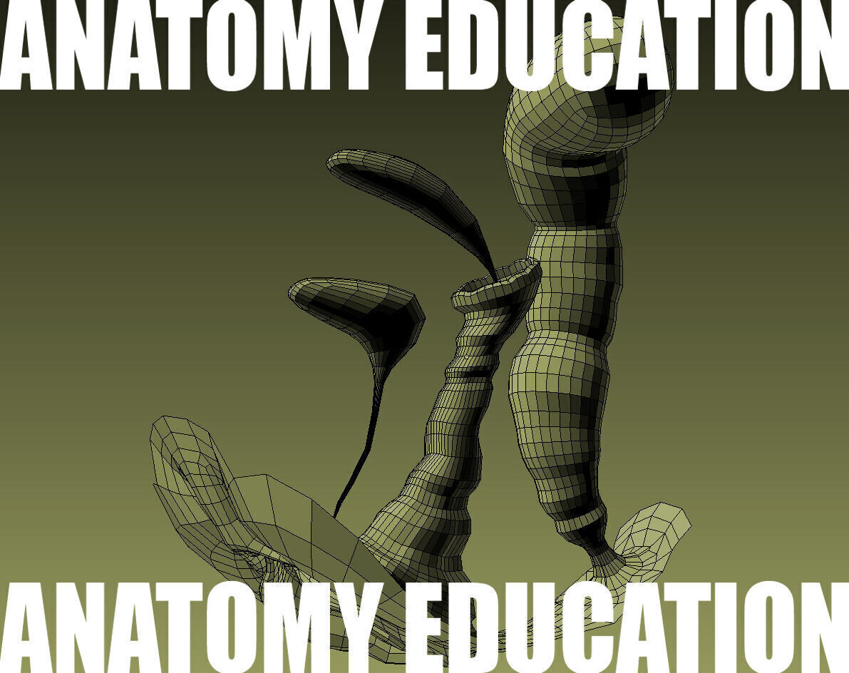 Female Genital Anatomy B-1 Low-poly 3D model_4