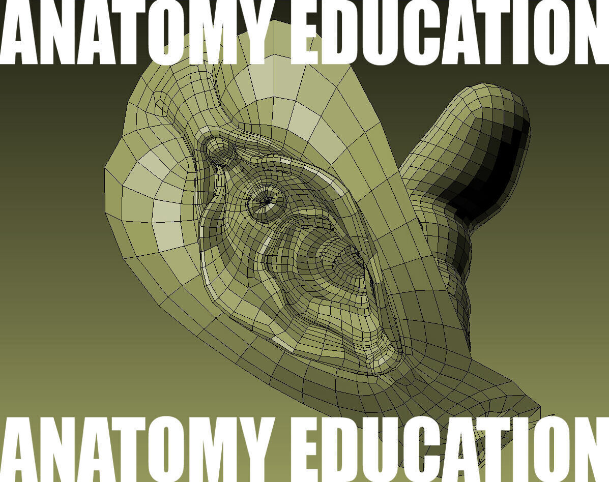 Female Genital Anatomy B-1 Low-poly 3D model_5
