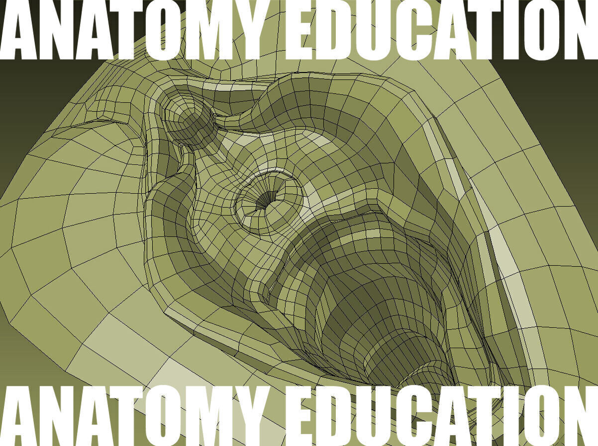 Female Genital Anatomy B-1 Low-poly 3D model_7