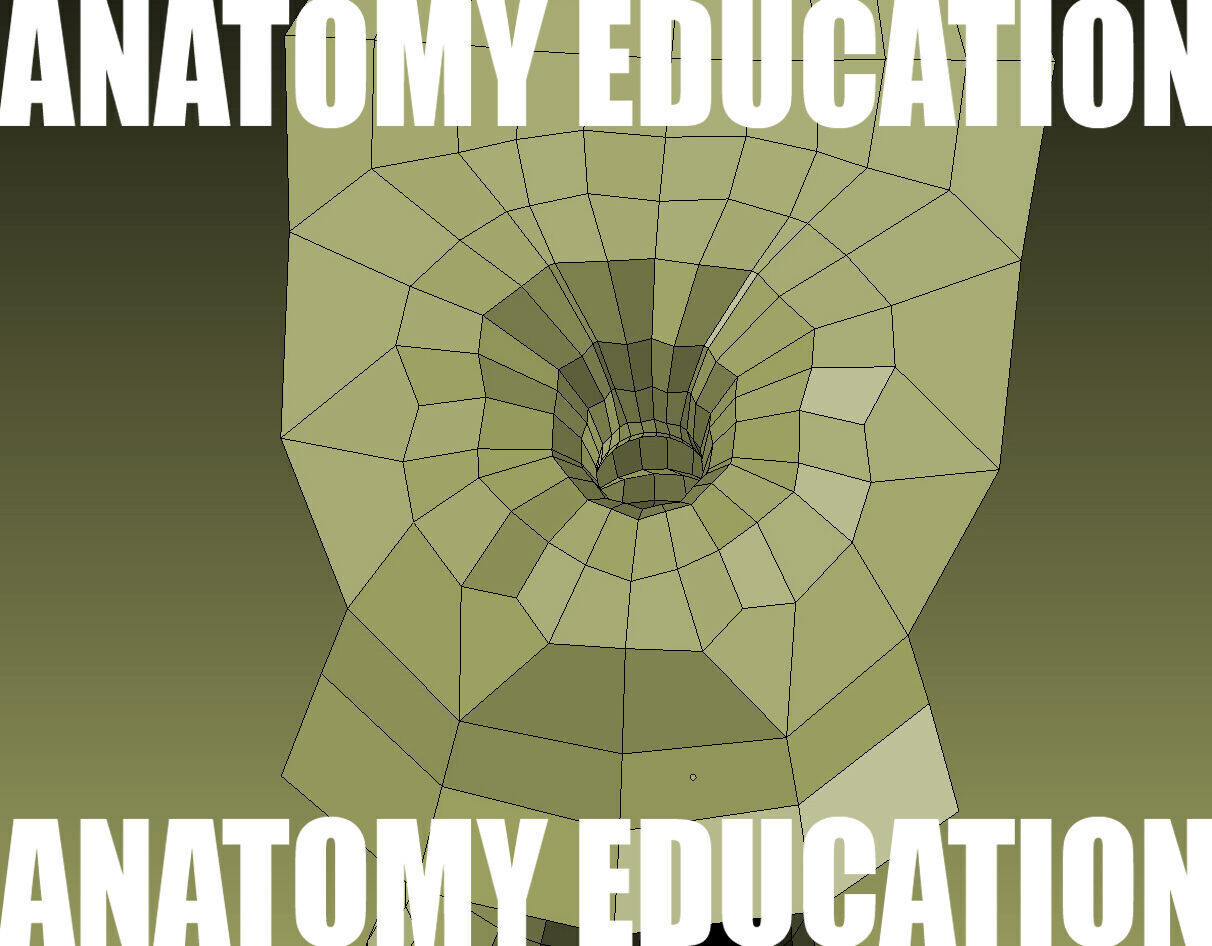 Female Genital Anatomy B-1 Low-poly 3D model_6