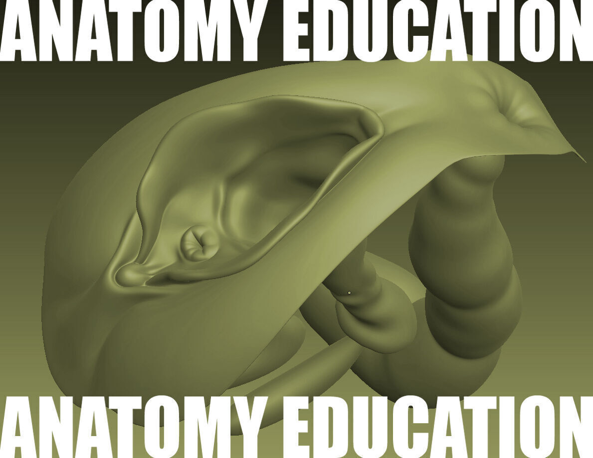 Female Genital Anatomy B-1 Low-poly 3D model_1