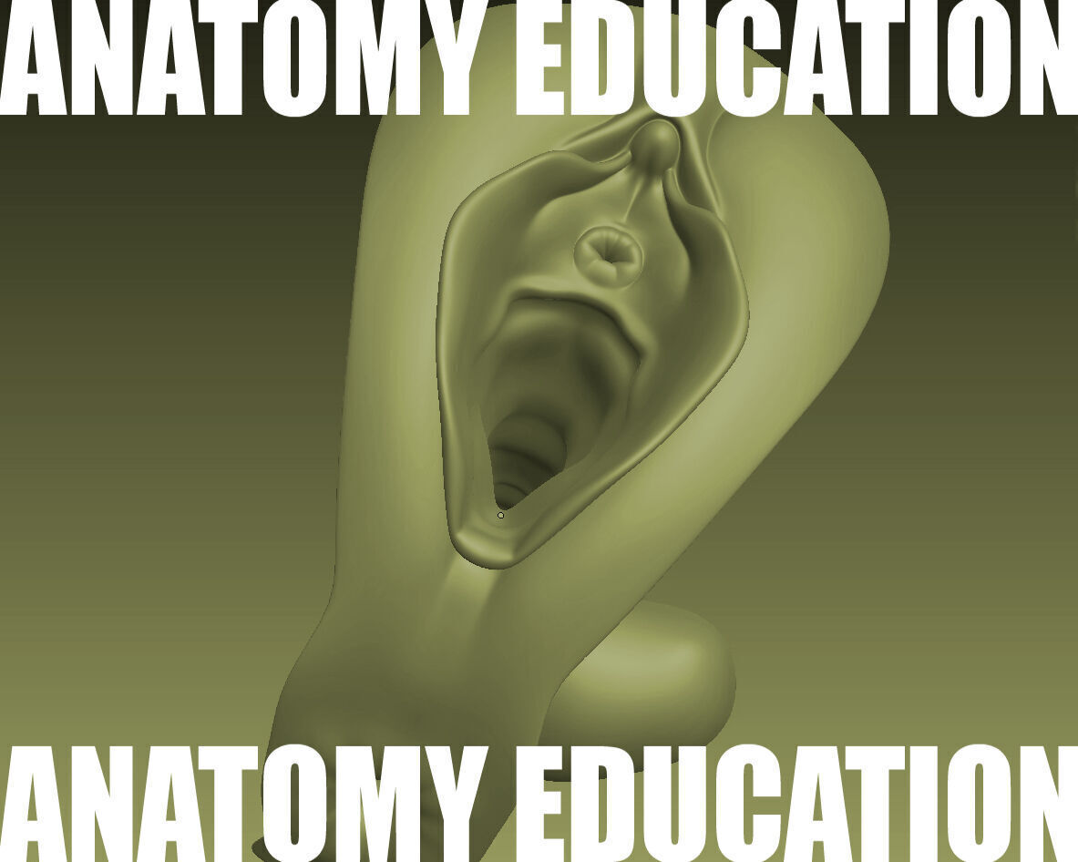 Female Genital Anatomy B-1 Low-poly 3D model_2