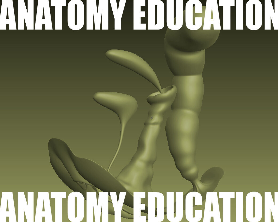 Female Genital Anatomy B-1 Low-poly 3D model_3