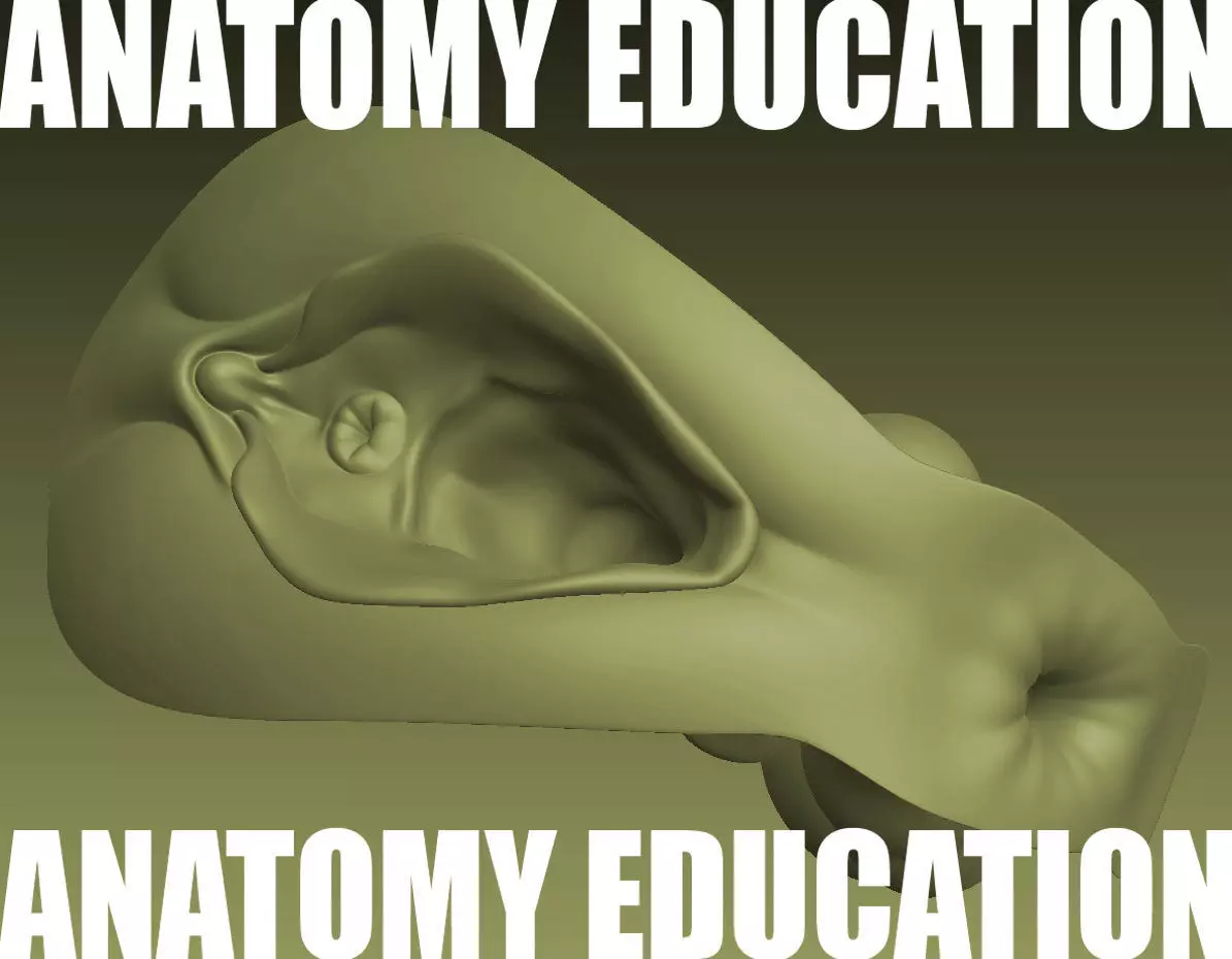 Female Genital Anatomy B-1 Low-poly 3D model_0