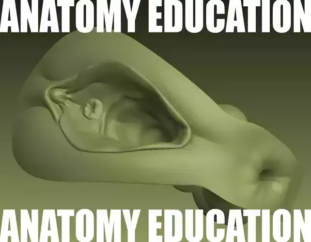 Female Genital Anatomy B-1 Low-poly 3D model Female Genital Anatomy B-1 Low-poly 3D model