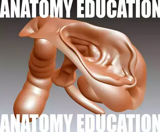 Female Genital Anatomy B-2 Low-poly 3D model