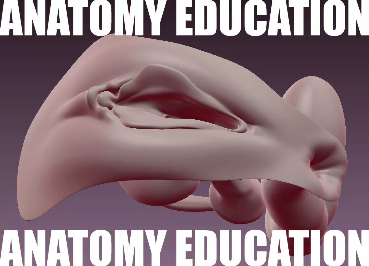 Female Genital Anatomy B-3 Low-poly 3D model_0