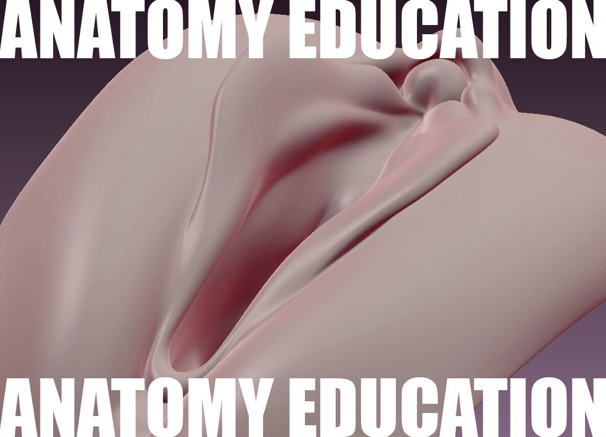 Female Genital Anatomy B-3 Low-poly 3D model_2