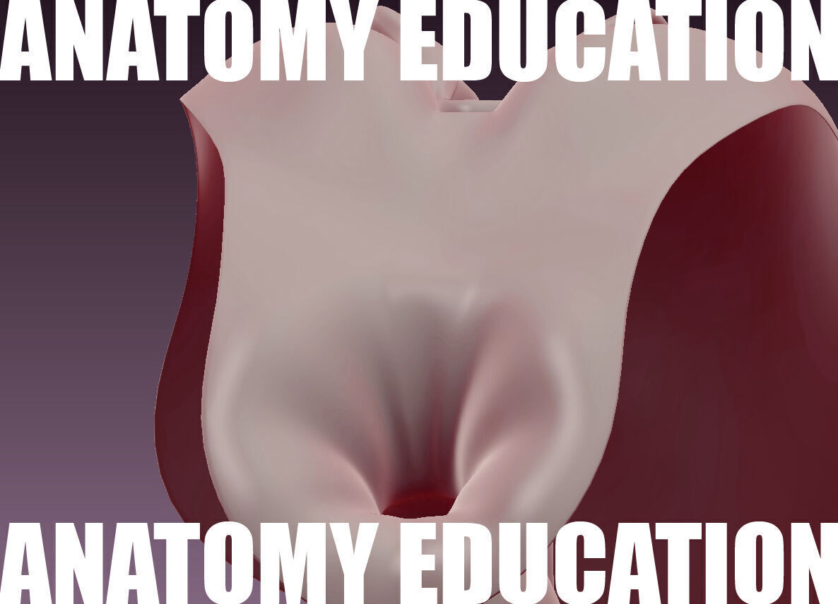Female Genital Anatomy B-3 Low-poly 3D model_5