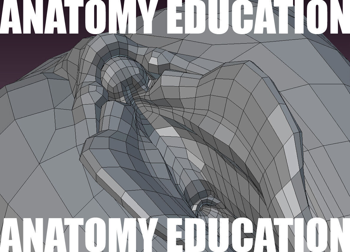 Female Genital Anatomy B-3 Low-poly 3D model_10