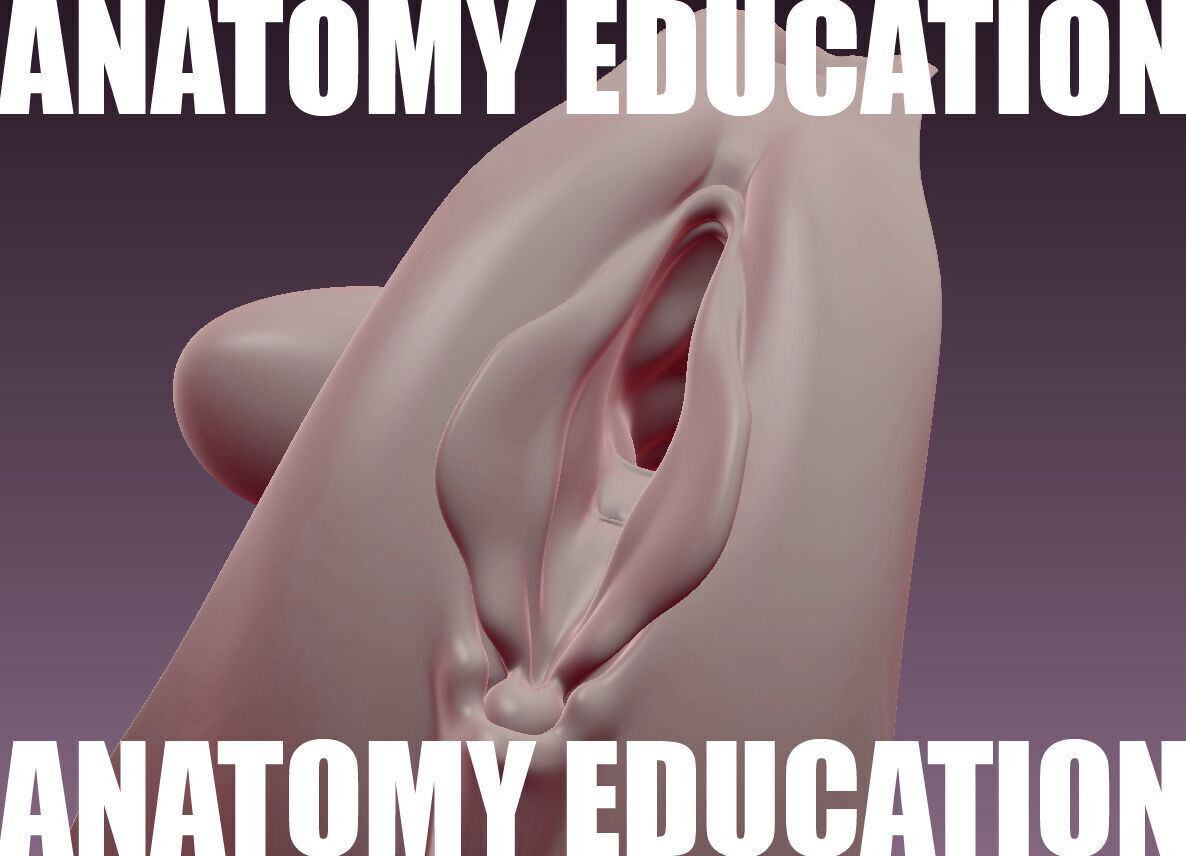 Female Genital Anatomy B-3 Low-poly 3D model_3