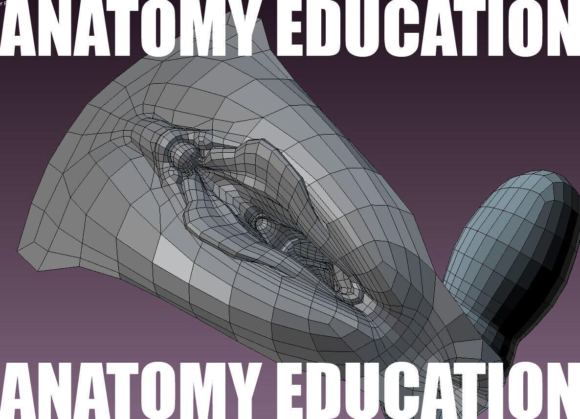 Female Genital Anatomy B-3 Low-poly 3D model_8