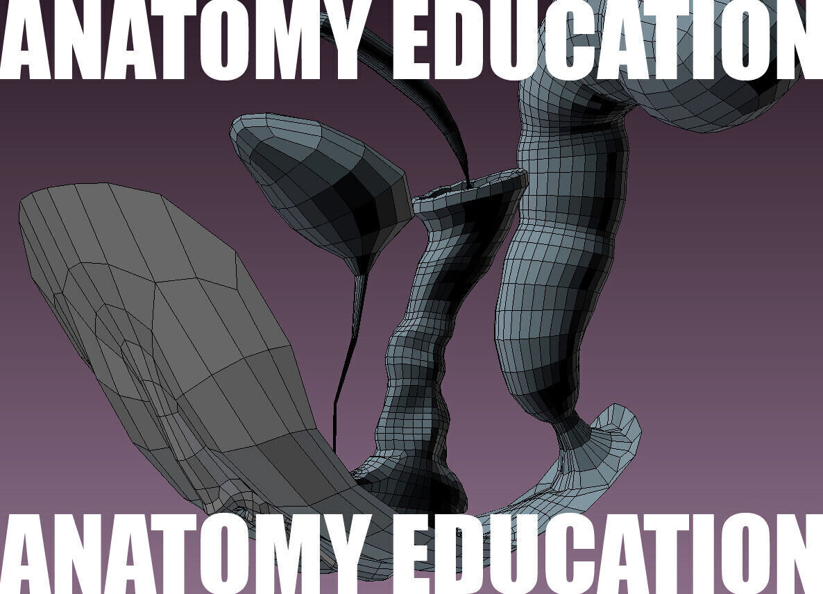 Female Genital Anatomy B-3 Low-poly 3D model_7