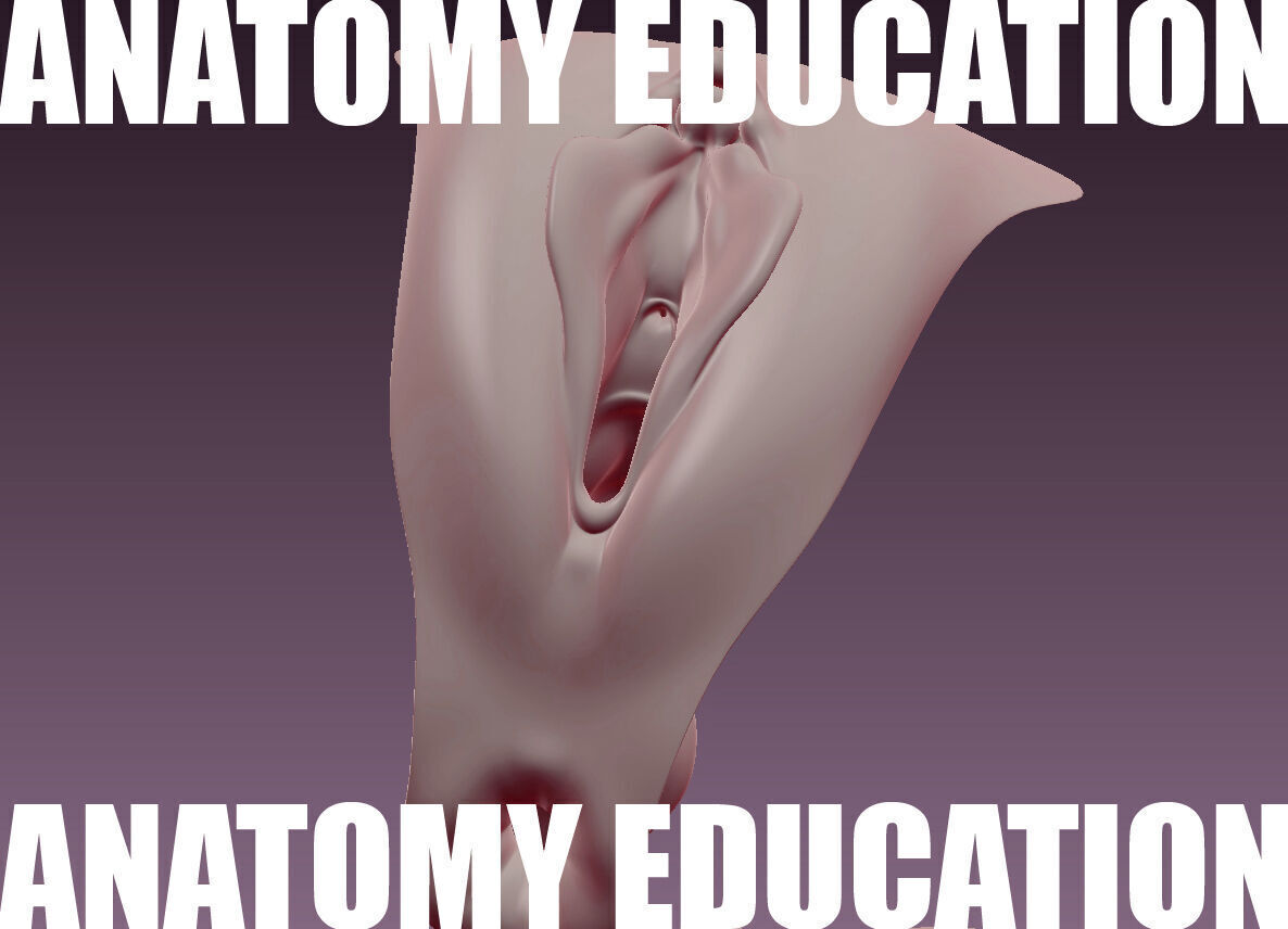 Female Genital Anatomy B-3 Low-poly 3D model_1