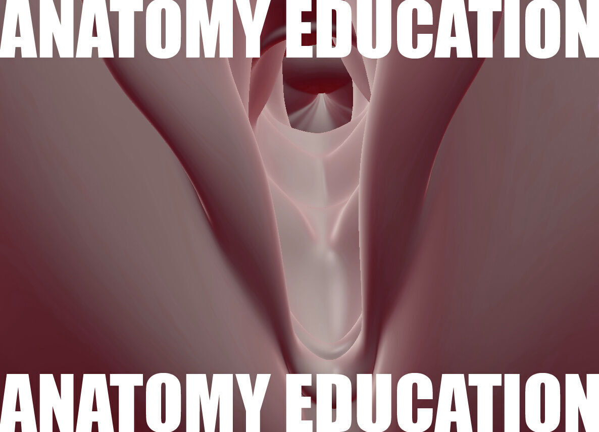 Female Genital Anatomy B-3 Low-poly 3D model_4