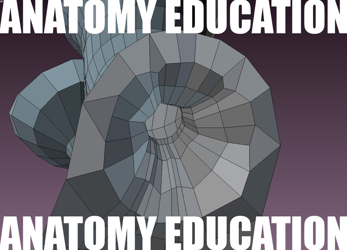 Female Genital Anatomy B-3 Low-poly 3D model_9