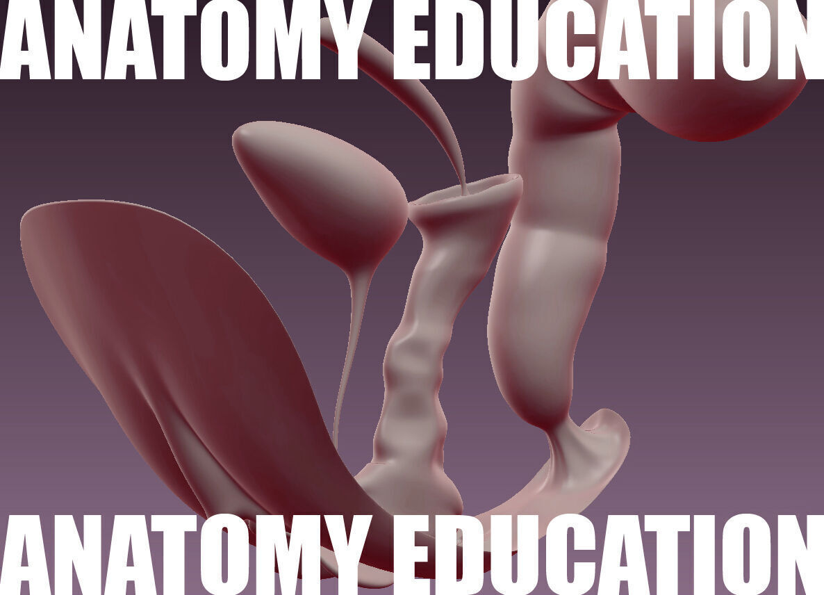 Female Genital Anatomy B-3 Low-poly 3D model_6