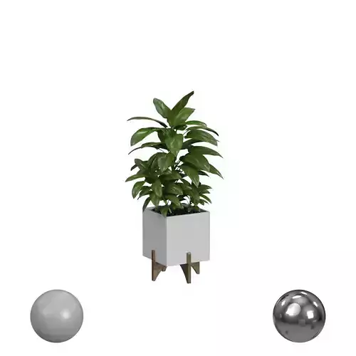 Plants And Planters